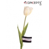 Tulipán Blanco