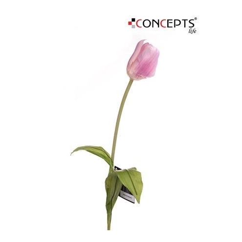 Tulipán Rosado
