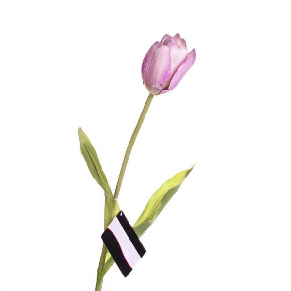 Tulipán
