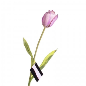 Tulipán