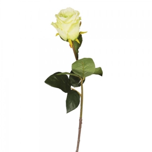 Rosa Blanca