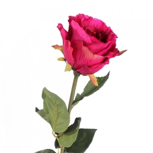 Rosa Fuchsia
