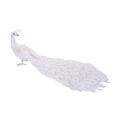 Pavo Real Blanco