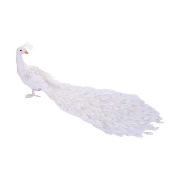 Pavo Real Blanco